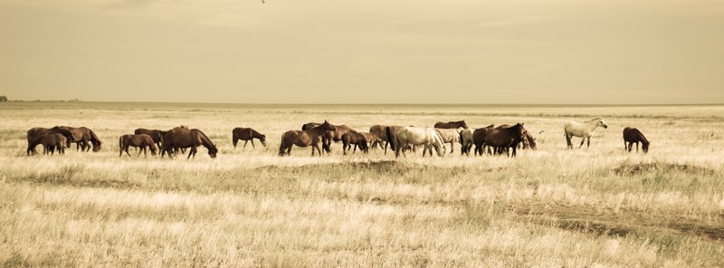 lot of horses in kazakhstan but they eat them silk road overlannding