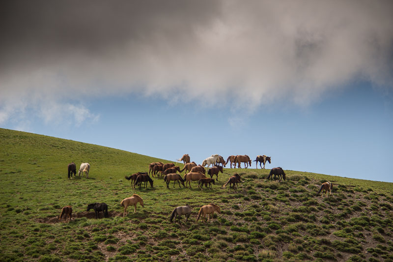 horses in mongolia horses