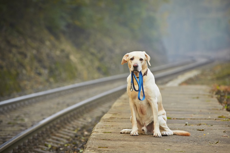 Depositphotos_54798677_s-2019 taking a dog on a train