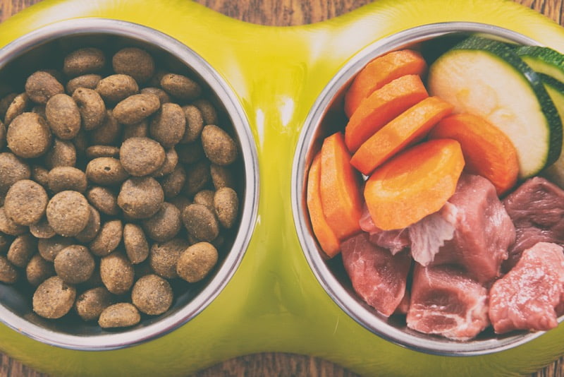 recommended pet food for travel recommended dog food for travel