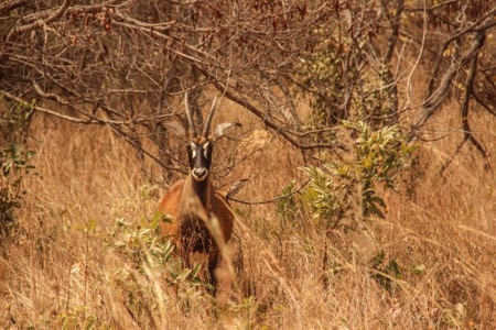 Beautiful animal - antilope