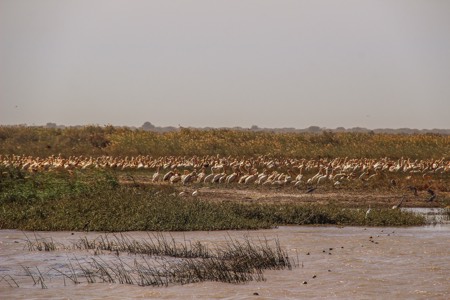 Flamingos gathering