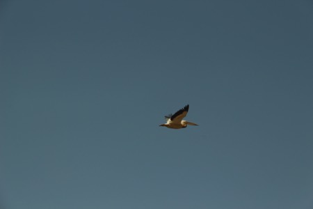 Pelican flying over our overlanding truck
