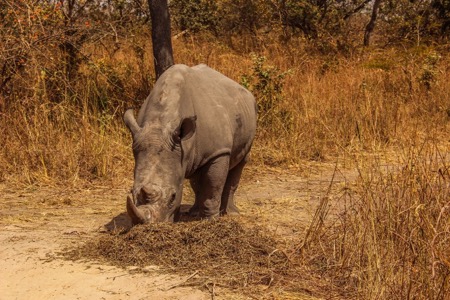 Rare Rhino sighting