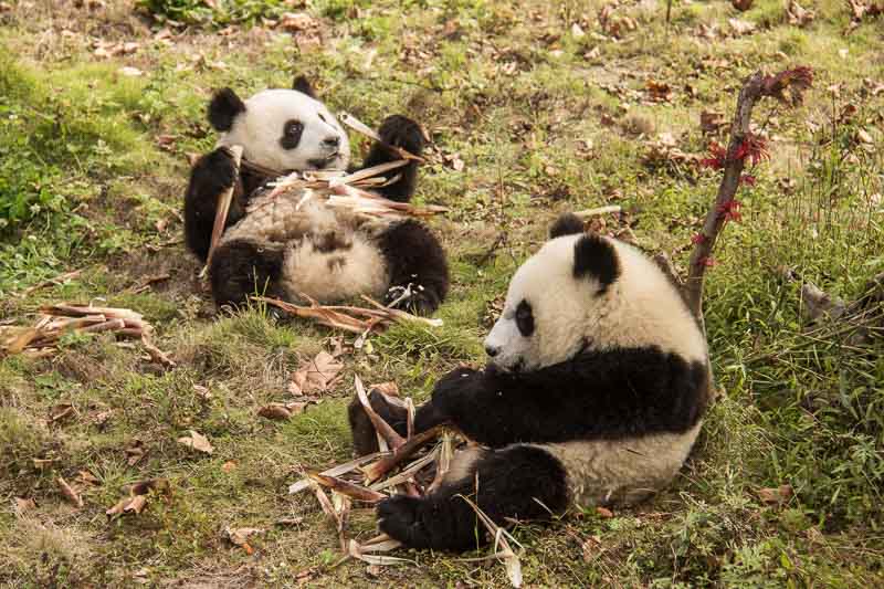 overlanders visiting pandas