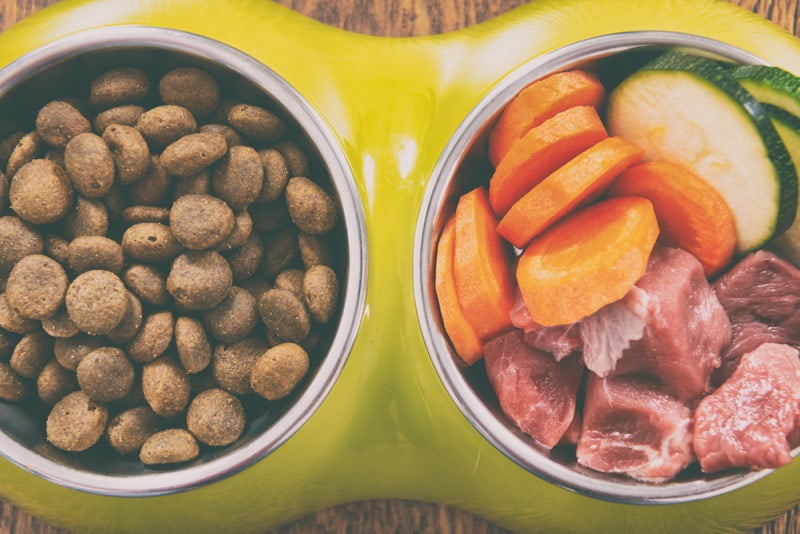 recommended dog food for travel